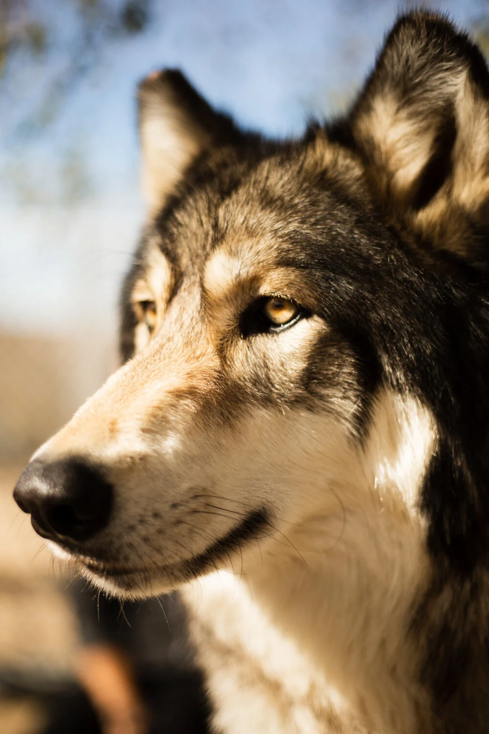 Big Bear wolf California wildlife nature photographer Krista Espino-32.jpg