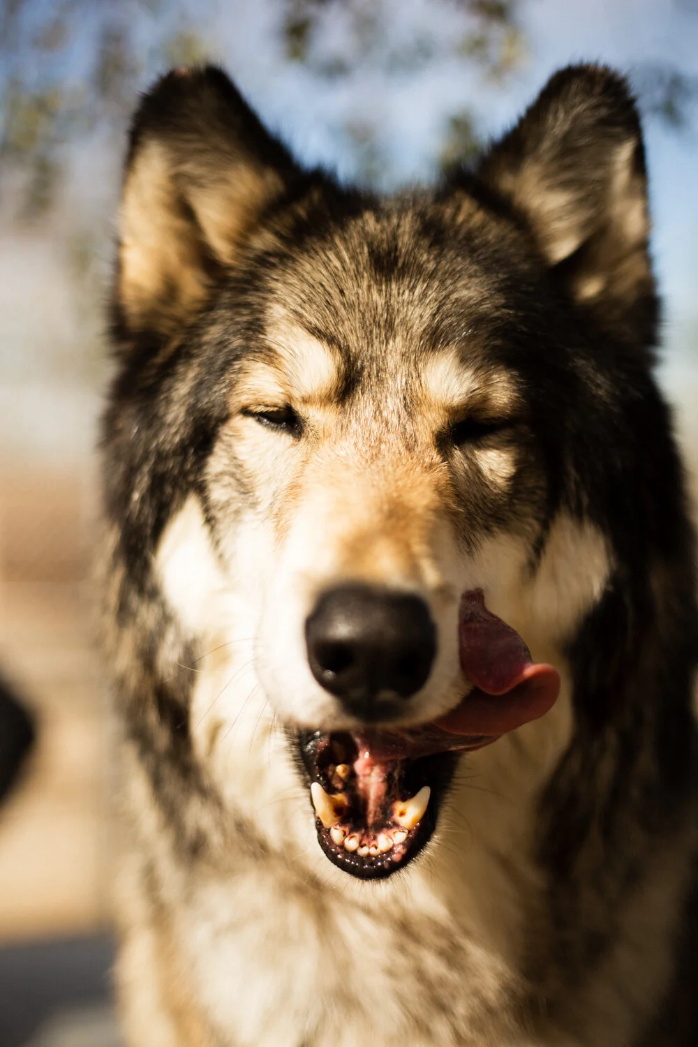 Big Bear wolf California wildlife nature photographer Krista Espino-33.jpg