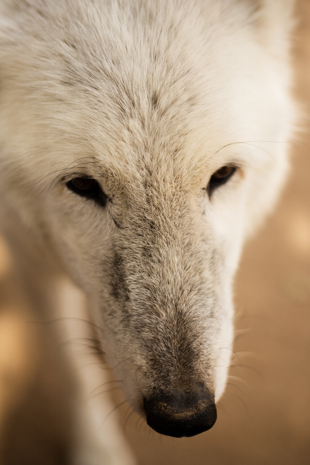 Big Bear wolf California wildlife nature photographer Krista Espino-37.jpg
