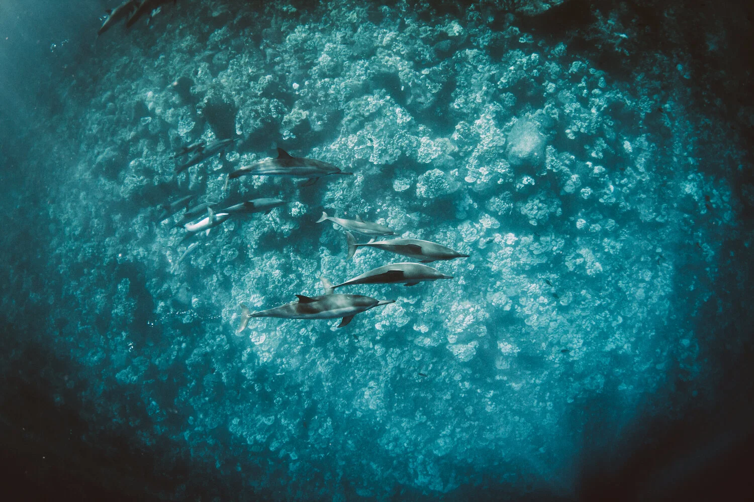 dolphin+eco+tour+wild+wildlife+sealife+lifestyle+nature+photography+photographer+krista+espino+travel+underwater+swim+ocean+big+island+hawaii+kona+dolphins_-29a - 1.jpeg