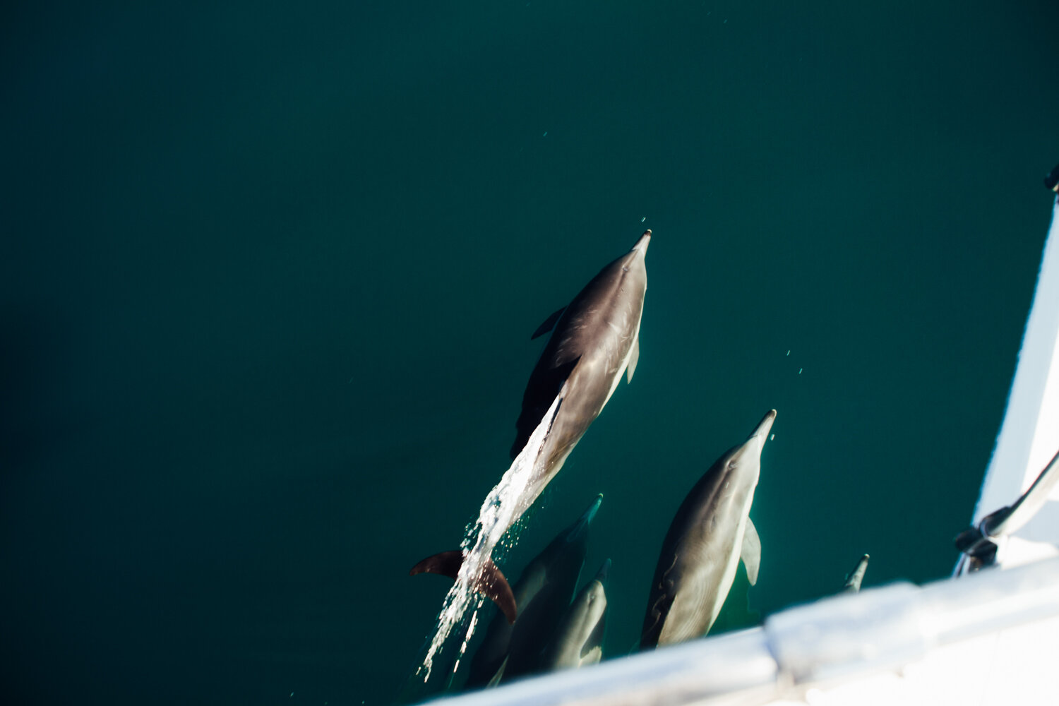 ocean defenders sea pacific krista espino volunteer nonprofit california photographer sealife dolphins dolphin boat organization21.jpg