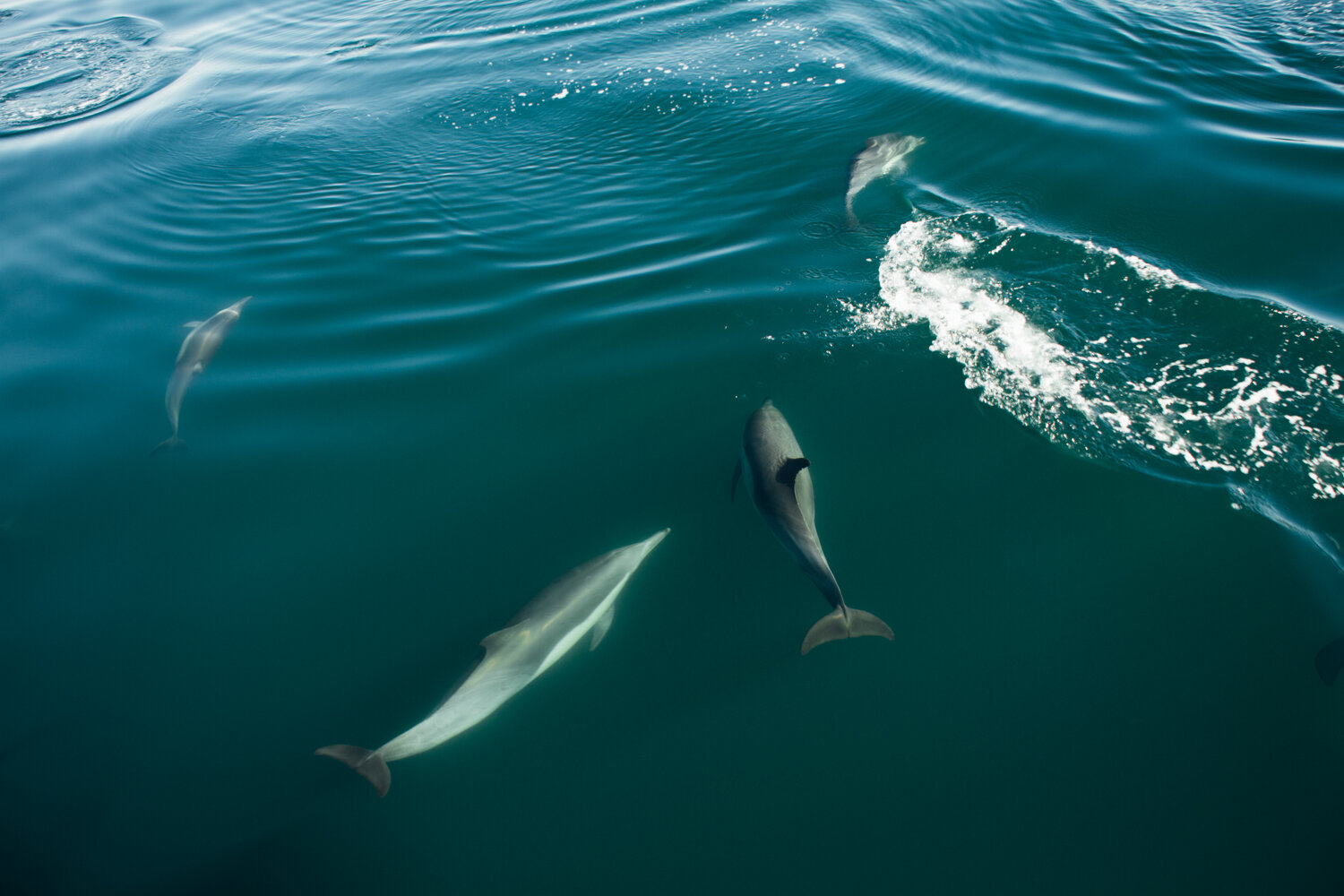 ocean defenders sea pacific krista espino volunteer nonprofit california photographer sealife dolphins dolphin boat organization20.jpg