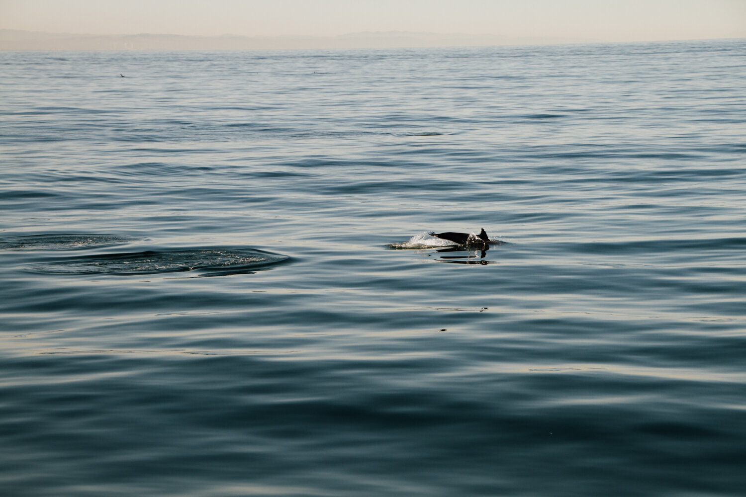 ocean defenders sea pacific krista espino volunteer nonprofit california photographer sealife dolphins dolphin boat organization19.jpg