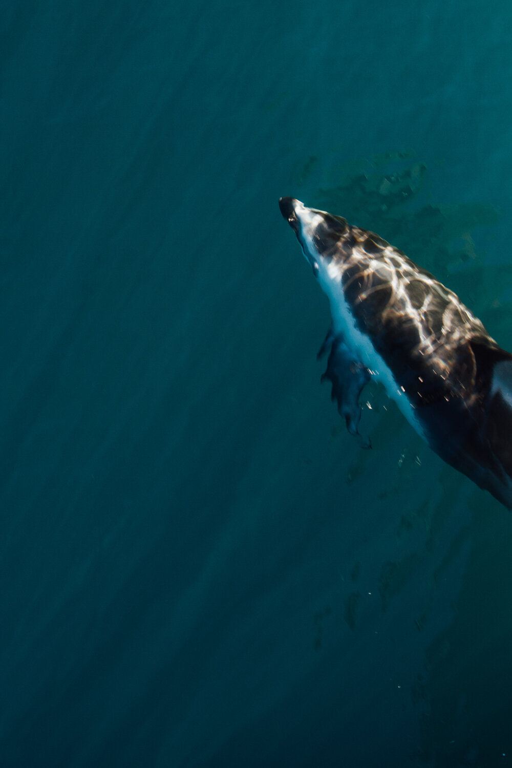 ocean defenders sea pacific krista espino volunteer nonprofit california photographer sealife dolphins dolphin boat organization16.jpg