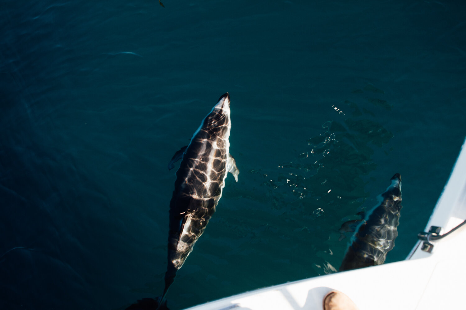 ocean defenders sea pacific krista espino volunteer nonprofit california photographer sealife dolphins dolphin boat organization15.jpg