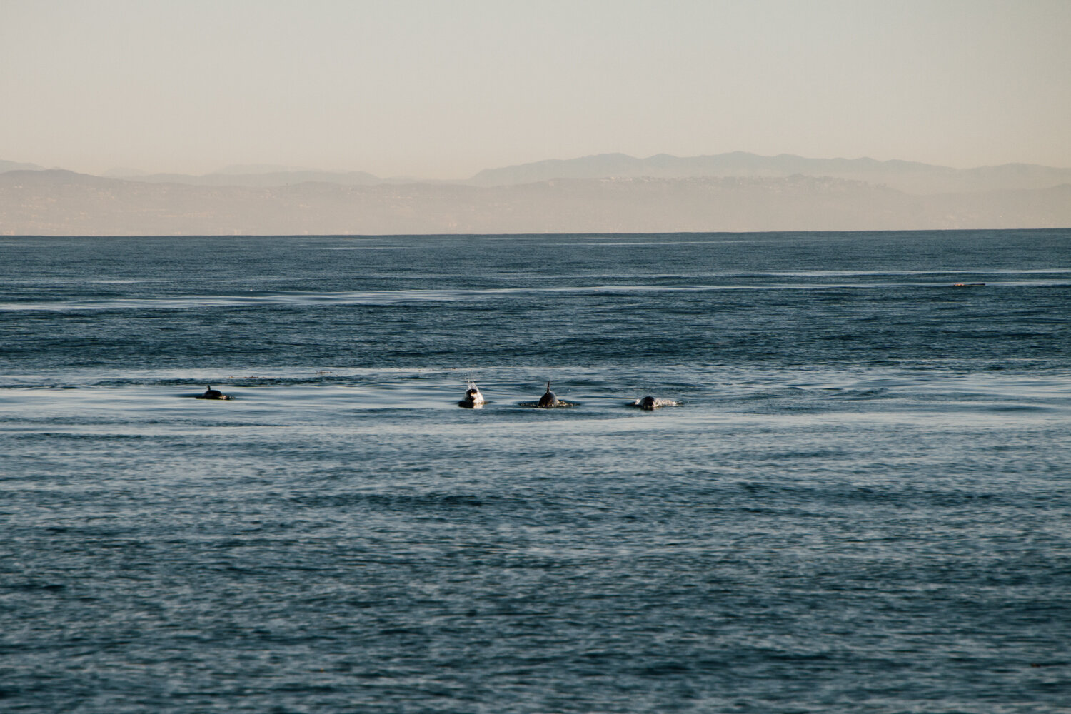 ocean defenders sea pacific krista espino volunteer nonprofit california photographer sealife dolphins dolphin boat organization14.jpg