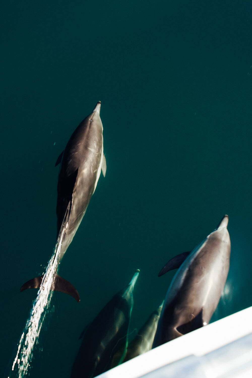 ocean defenders sea pacific krista espino volunteer nonprofit california photographer sealife dolphins dolphin boat organization12.jpg