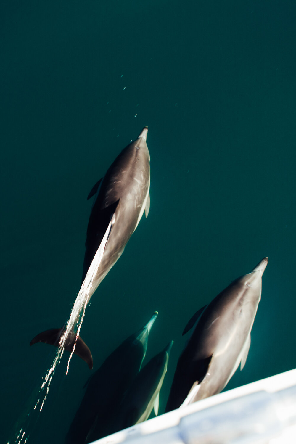 ocean defenders sea pacific krista espino volunteer nonprofit california photographer sealife dolphins dolphin boat organization11.jpg