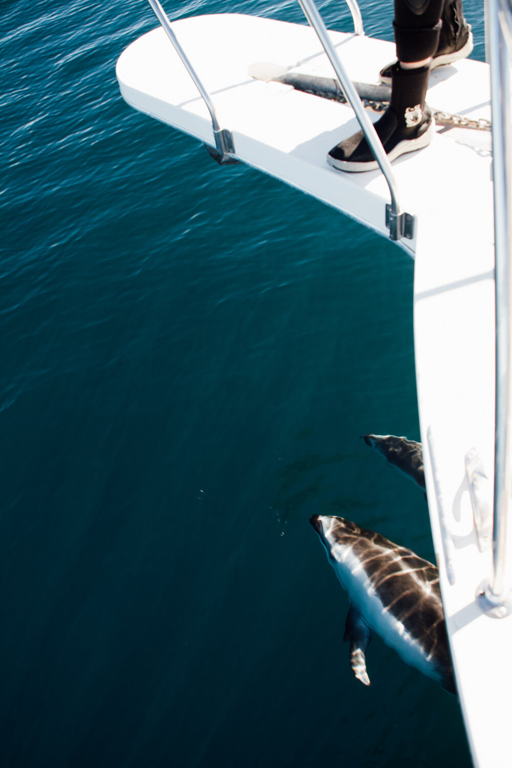 ocean defenders sea pacific krista espino volunteer nonprofit california photographer sealife dolphins dolphin boat organization7.jpg