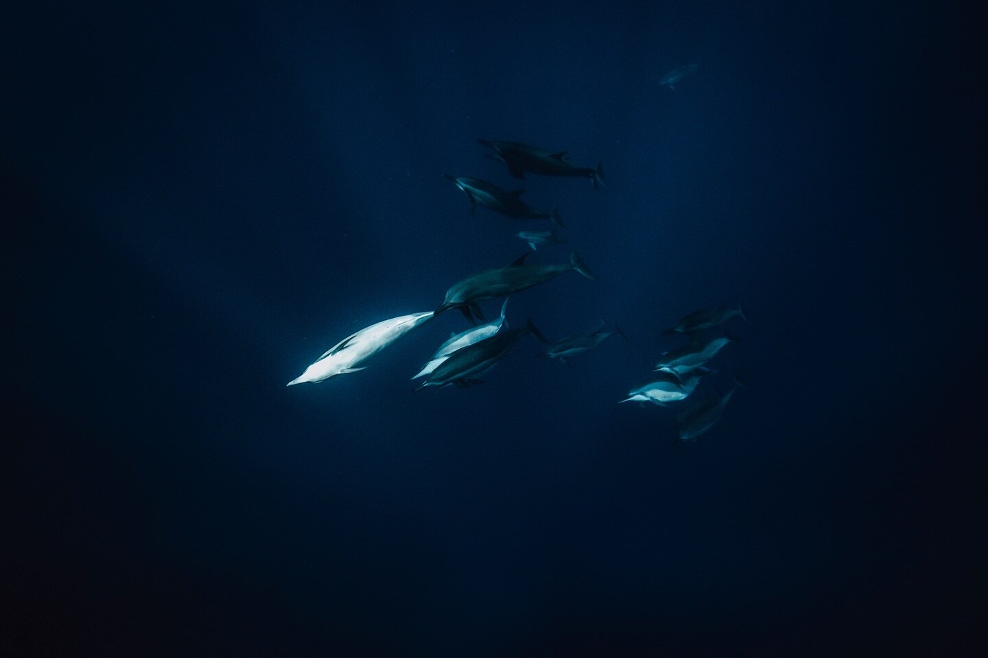 &lsquo;Depth&rsquo;

Open Edition print, one of many new works on my site www.kristaespino.com 
.
.
.
.
.
#sousmarine #underwater #underwaterphotography #dolphins #sealovers #fineartphotography