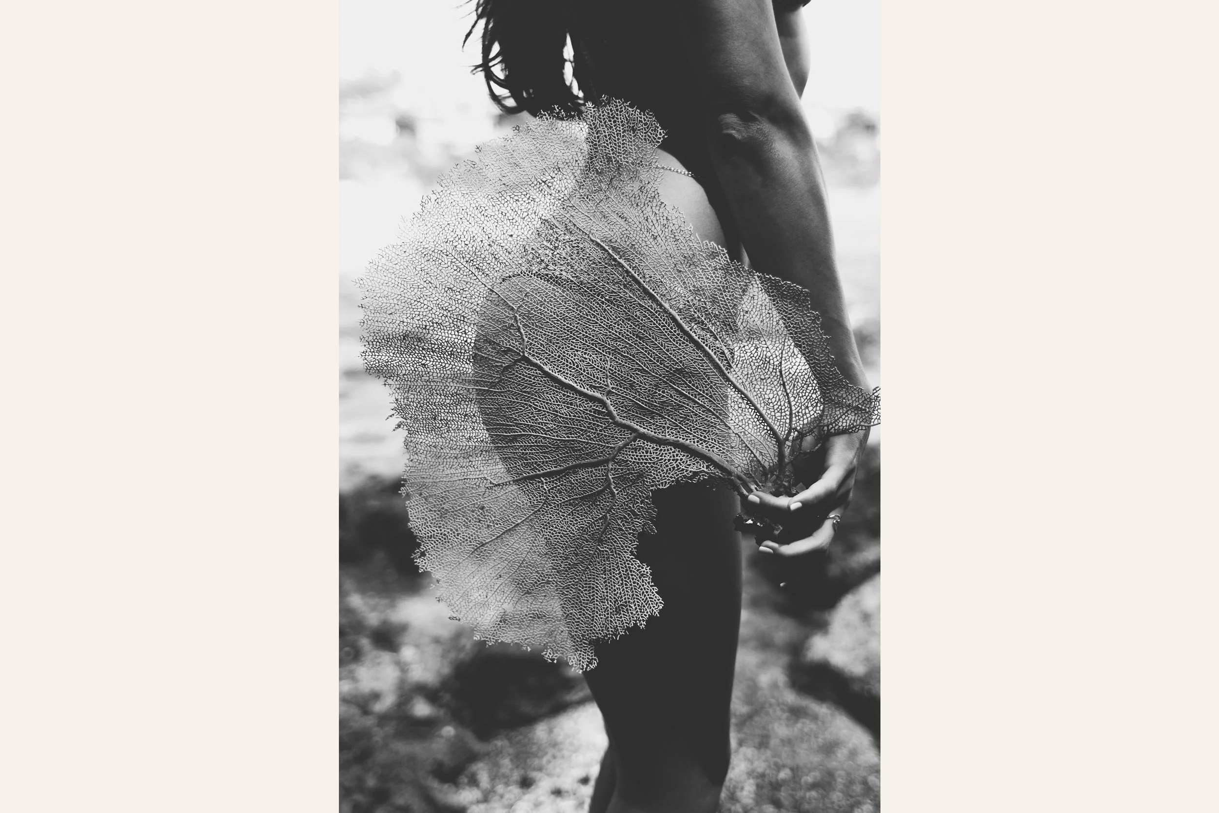 Sea Fan