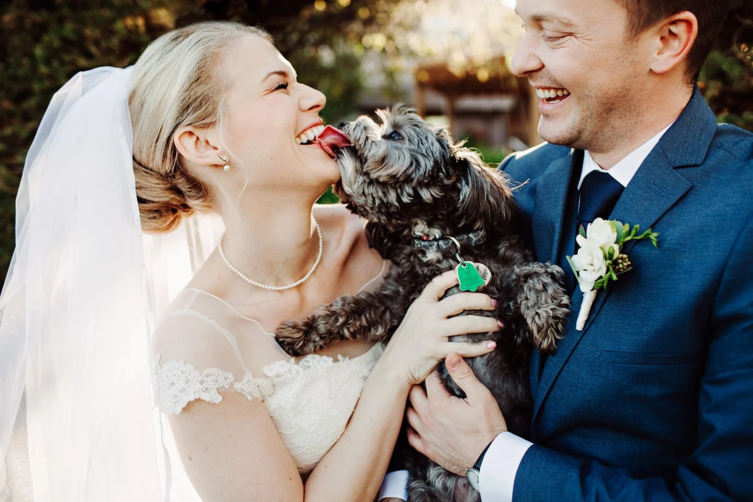 Dogs at Wedding