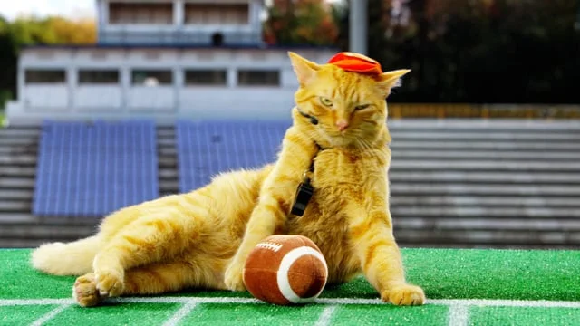 Hallmark Channel's Kitten Bowl