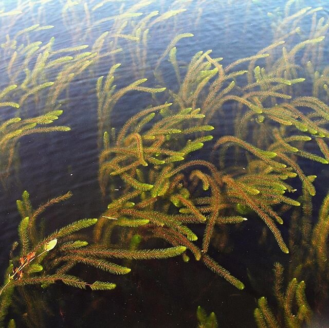 What is milfoil? Eurasion waterilfoil (Myriophyllum spicatum) is an aggressive, non-native water weed, flourishing in lakes, ponders, and rivers. Milfoil was first identified in Lake Washington during the mid-1970s, and has infested thousands of fres