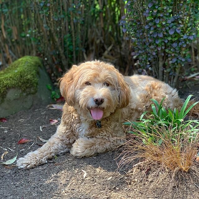 It&rsquo;s another &lsquo;Good Boy Friday&rsquo;! You don&rsquo;t want your dog swimming through all that milfoil, do you? No! So, call us now!

Swipe ➡️ to see our new and improved method of transporting milfoil blocking screens safely from one prop