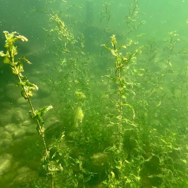 Milfoil is one of the fastest growing invasive aquatic plants in fresh-water bodies! Not only do YOU not like it along your lakefront dock, the NATIVE plant life does not like it. Work with us, and you will enjoy your waterfront property and be savin