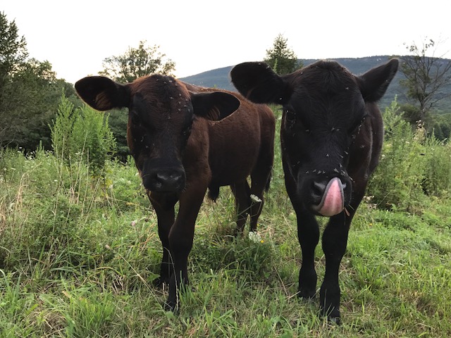 Hudson Valley Grass-fed Beef