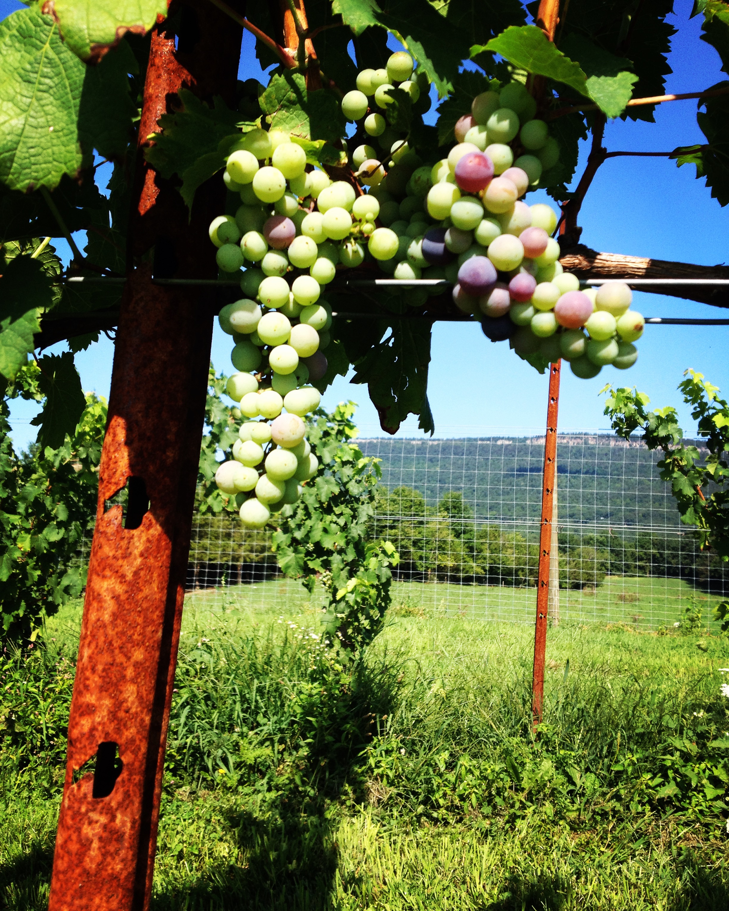 Hudson Valley Vineyard