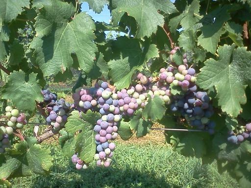 Hudson Valley vineyard