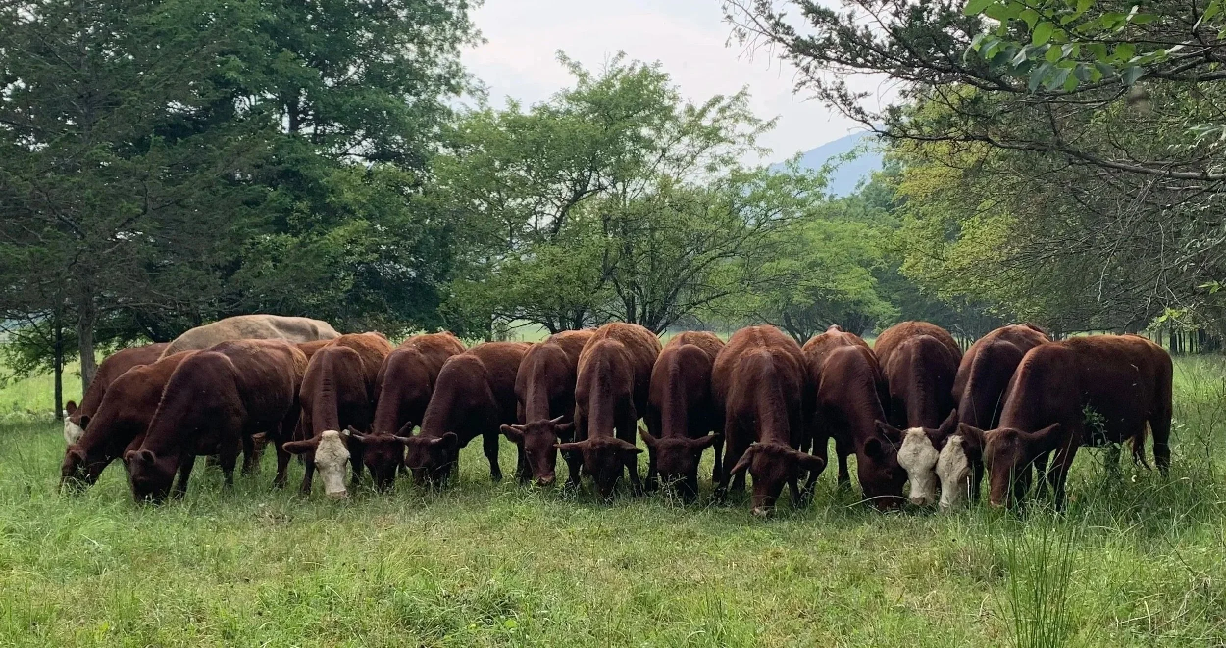 A herd of brown Hudson Valley 100% grass-fed beef cows with some white faces grazing in a grassy field surrounded by trees which produce Kiernan Farm Grass-fed Beef.