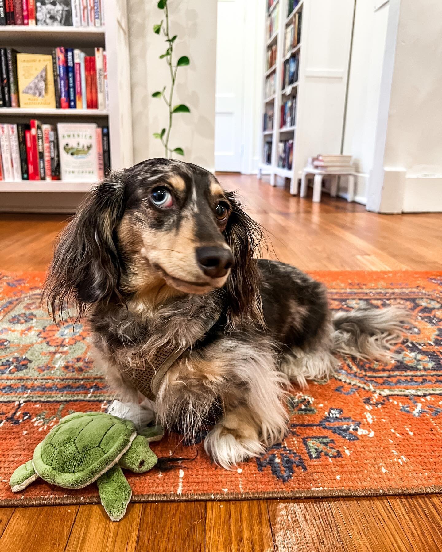 This coquettish shop dog Bertie would like to wish you a happy Friday, readers! Today is his day off, but he and turtle put in a lot of work yesterday and the bookshelves are fluffed and stuffed. 
🐢 
#bertiethedog #bookshopdog #thebookandcover #book