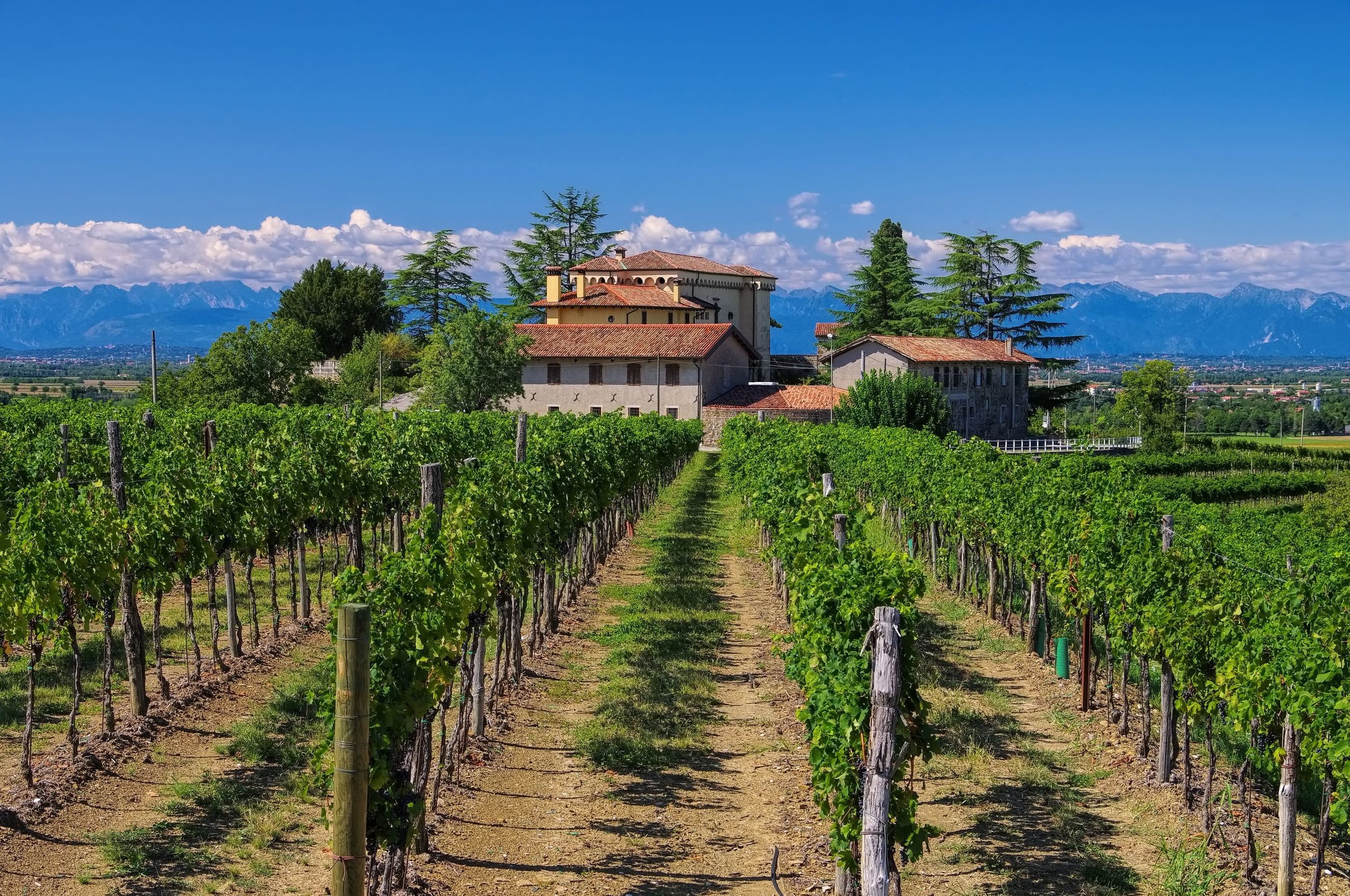 Friuli-vineyards.jpg