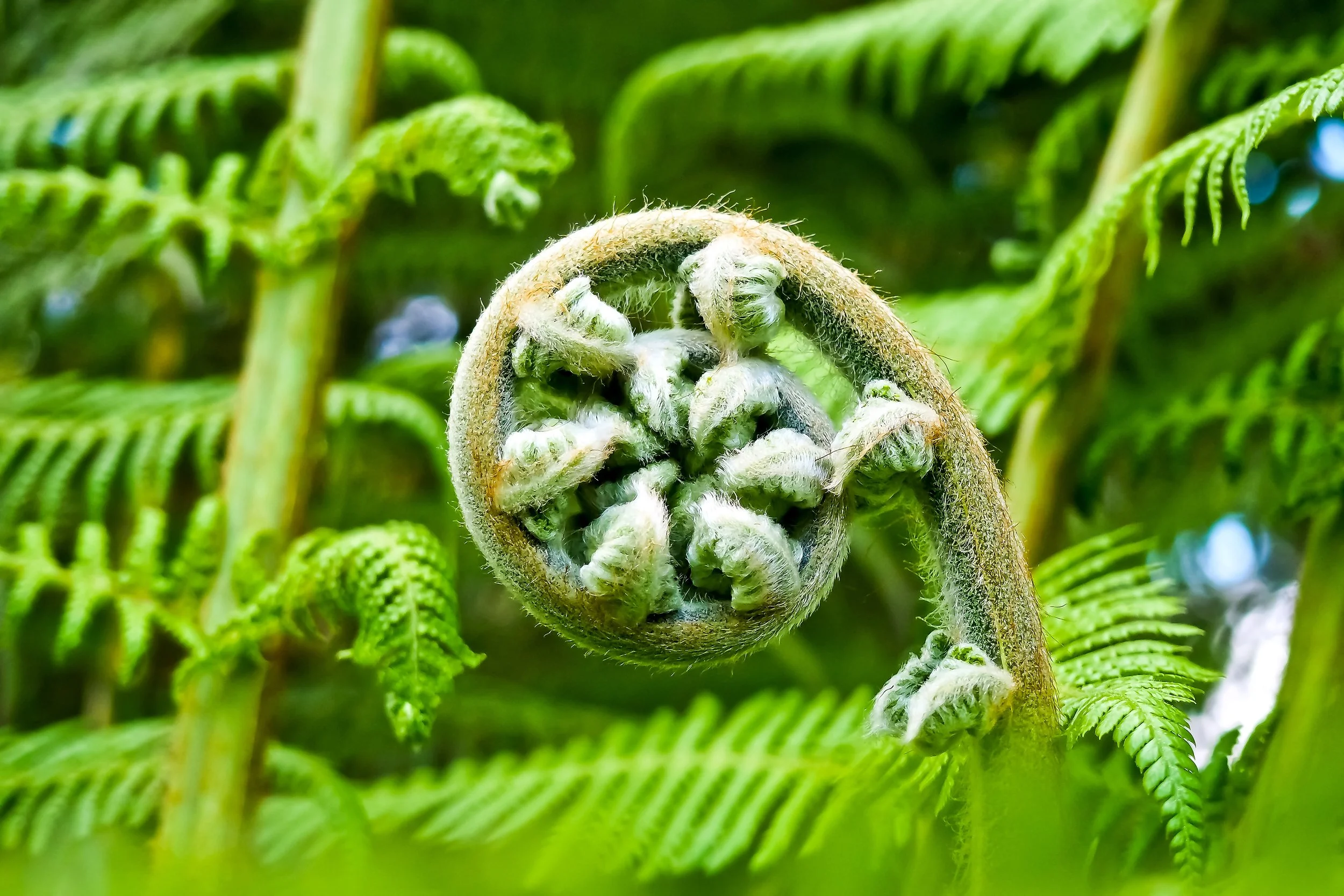 palm-fern-2245814.jpg