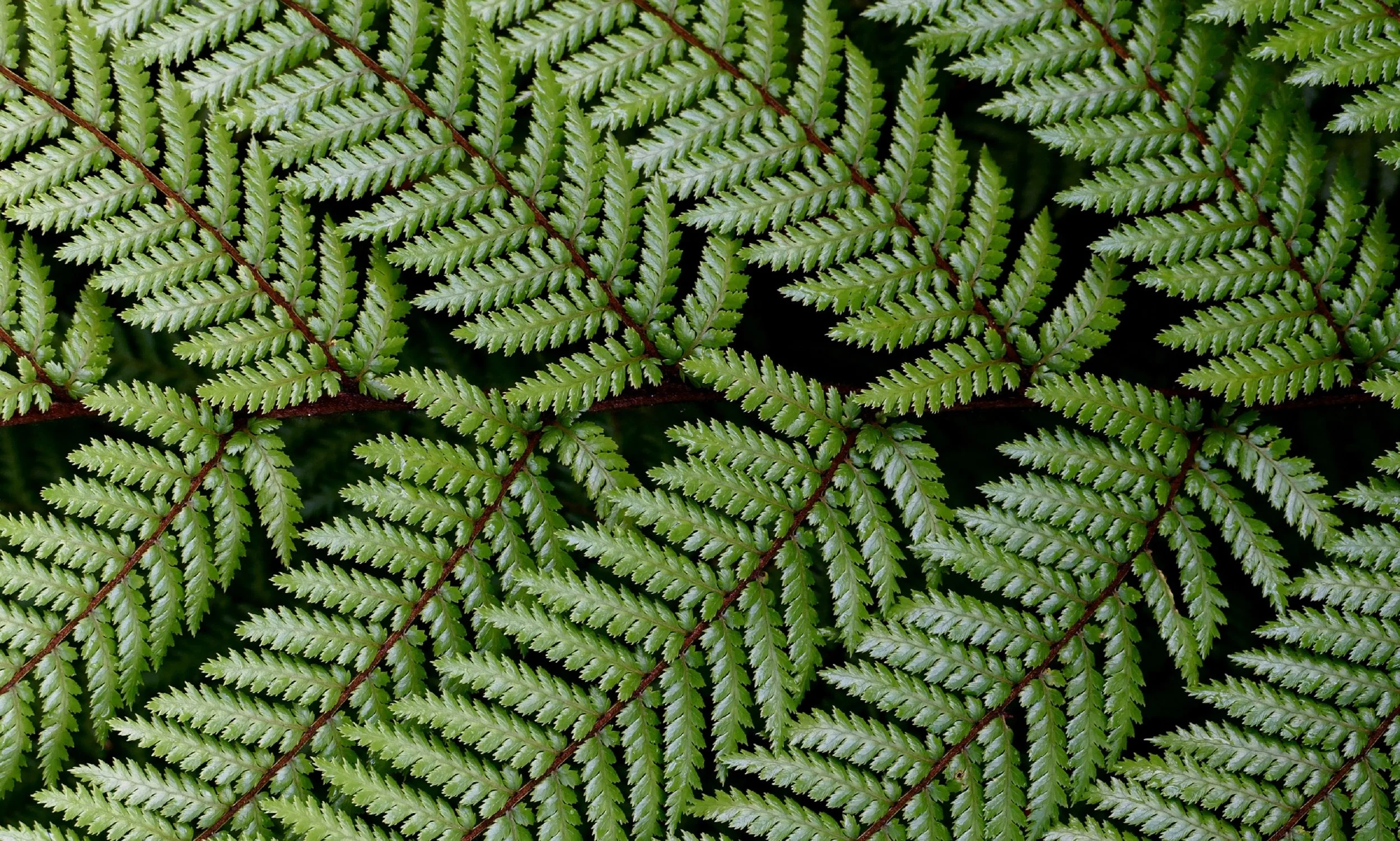 fern-2611889.jpg