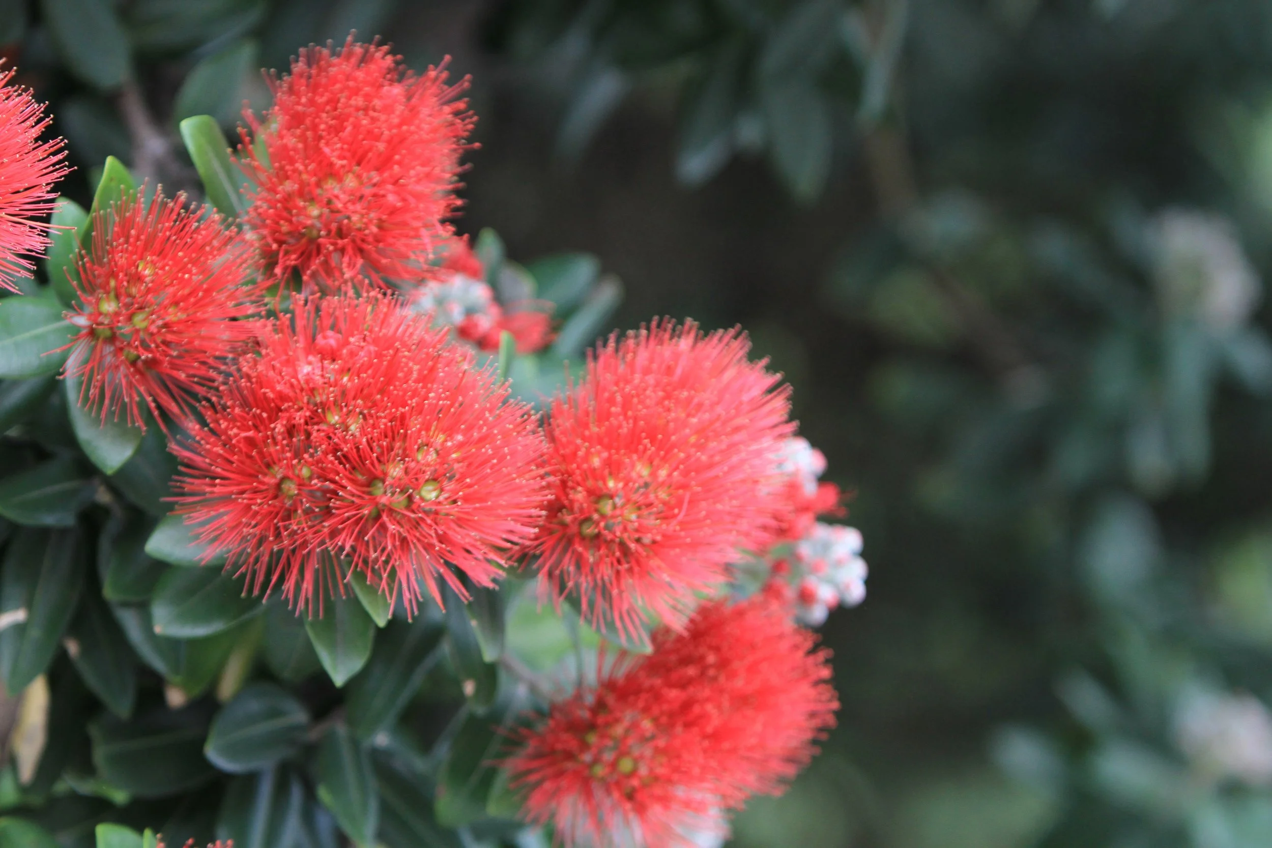 pohutakawa-50895.jpg