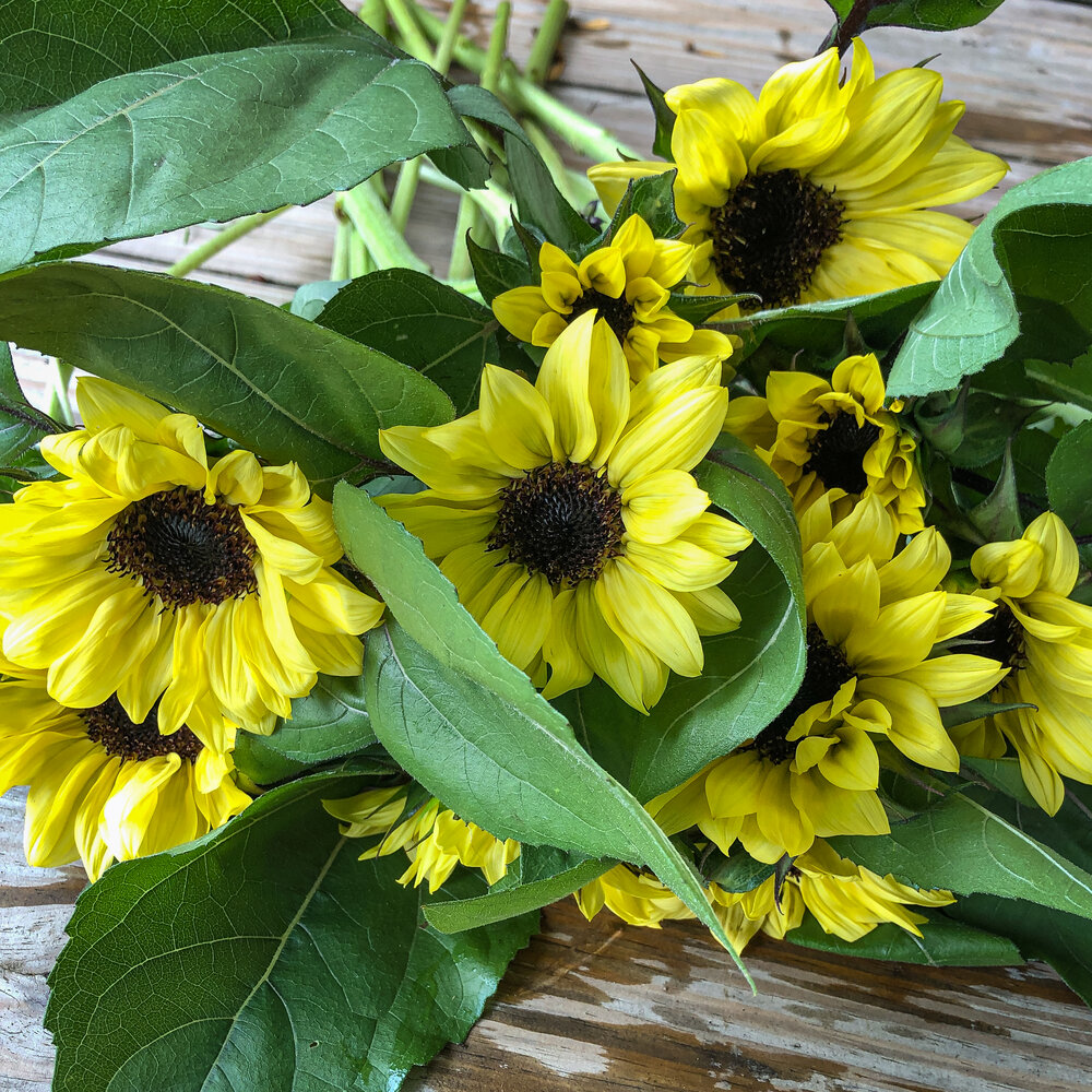 Sunflowers%2C+Fresh+Cut+Farm+Flowers%2C+Bloom%2C+Asheville%2C+NC 1