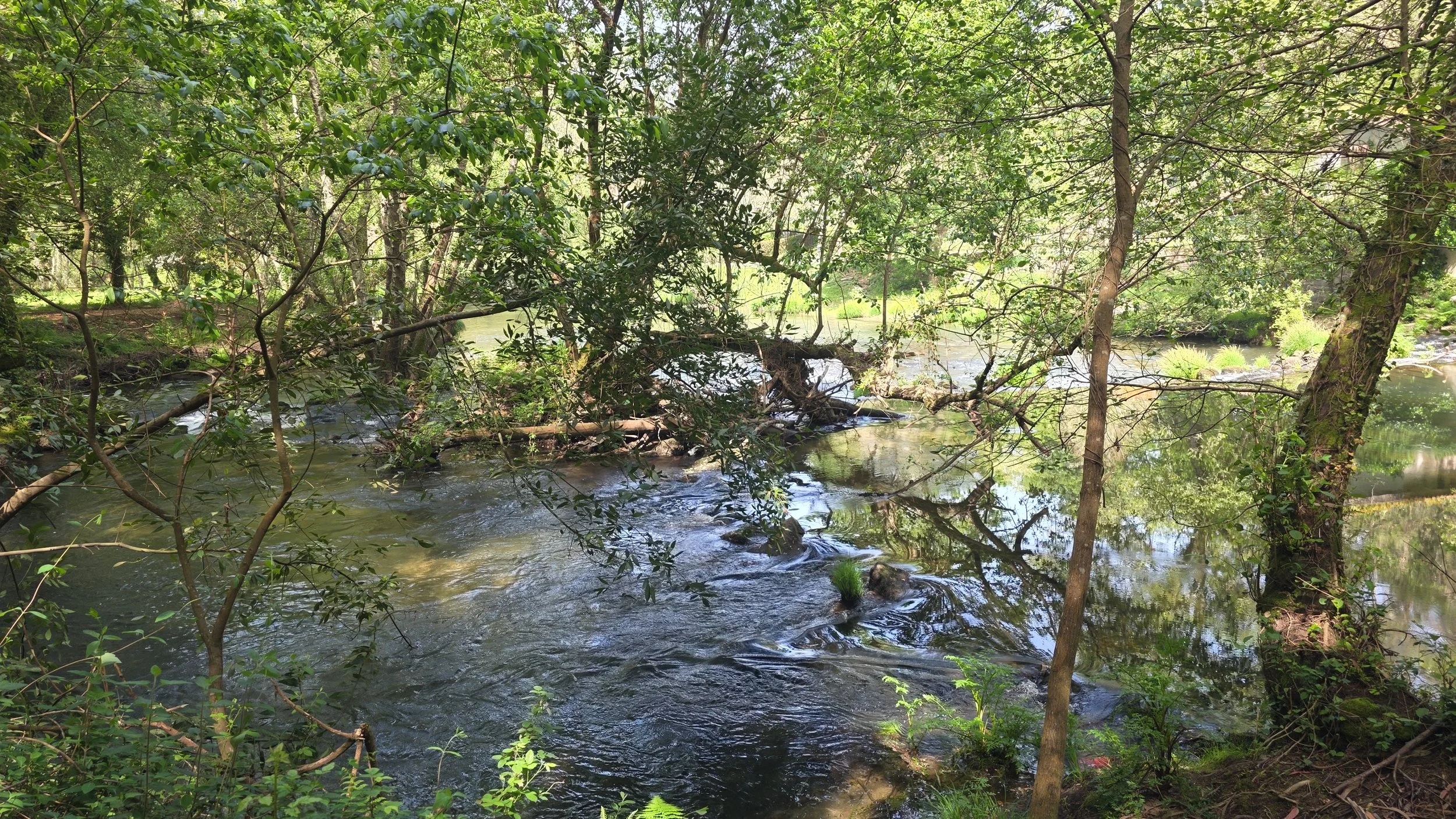 Lovely lovely forest