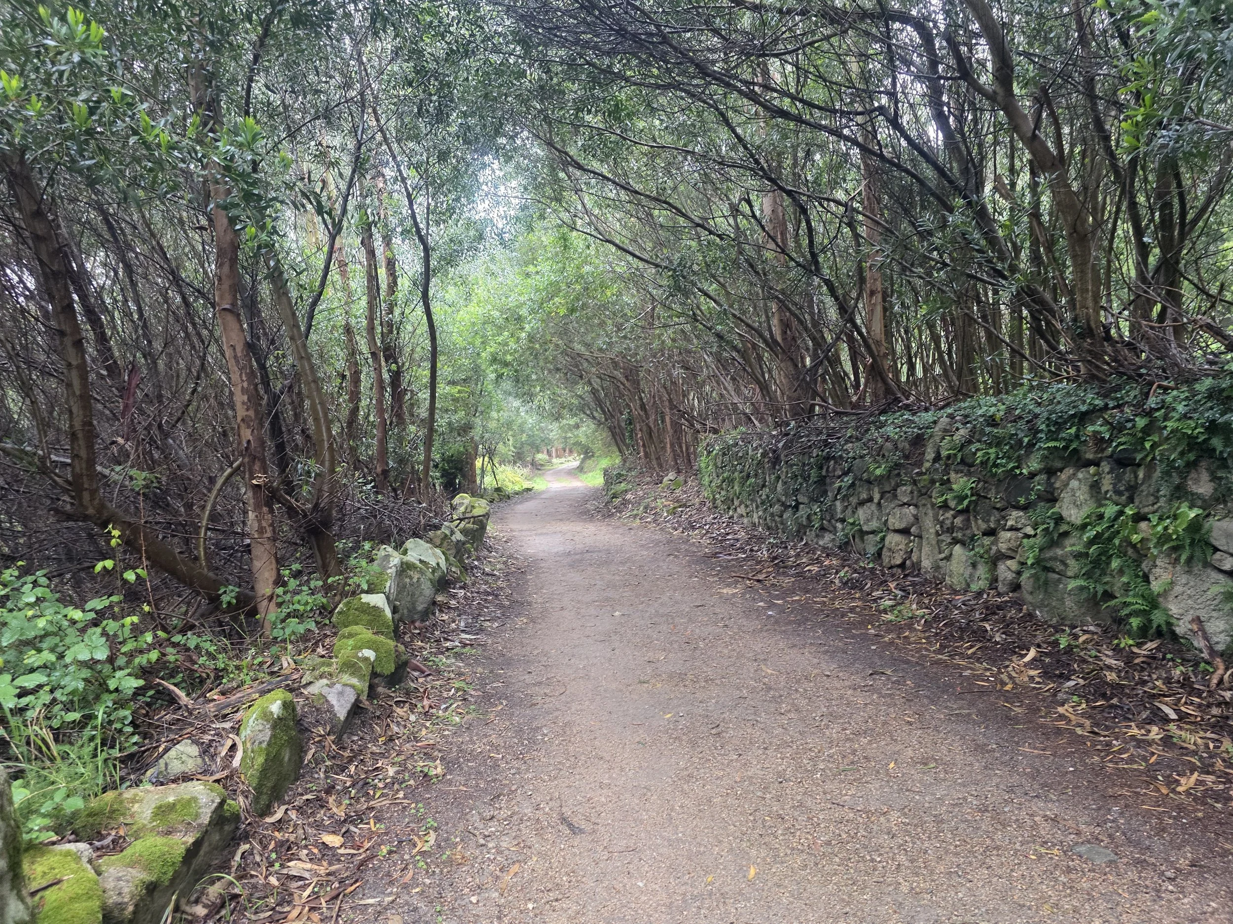 The forest we walked through.