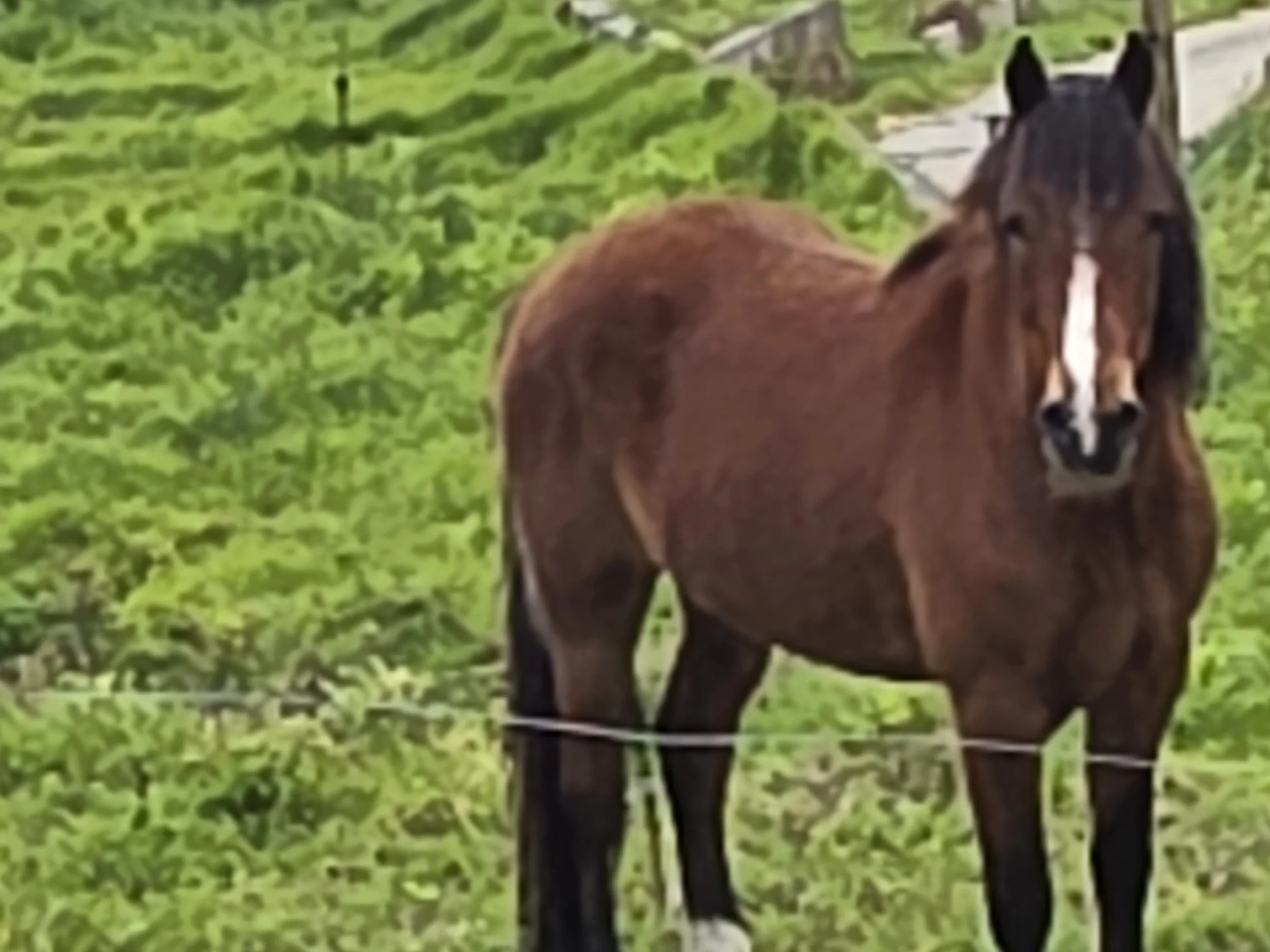 The horse who never stopped looking at me.