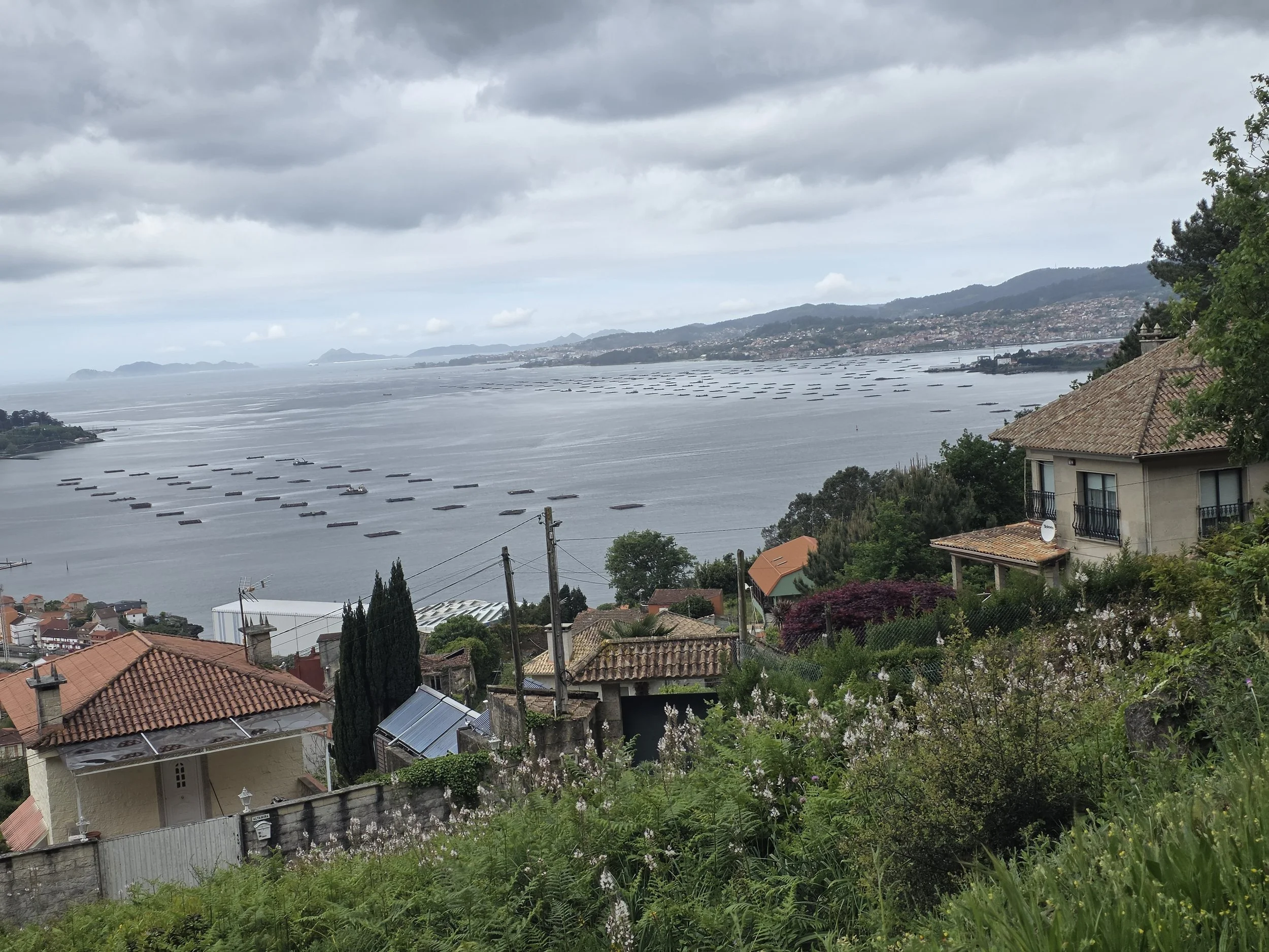 Oysters are a big industry here. You can see the farms in the ocean.