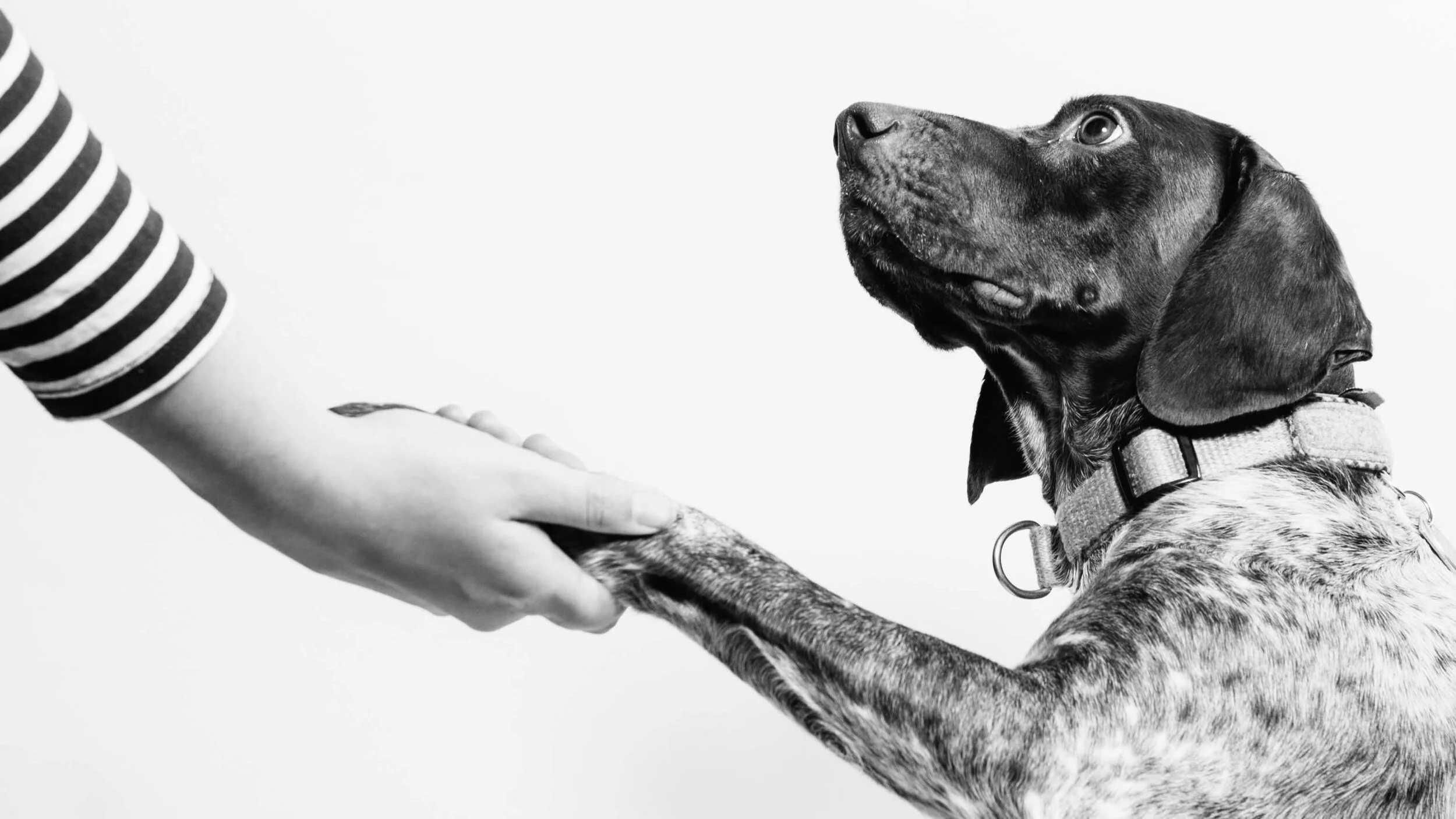 3 Famous Pet Trust Cases and the Lessons We Can Learn from Them