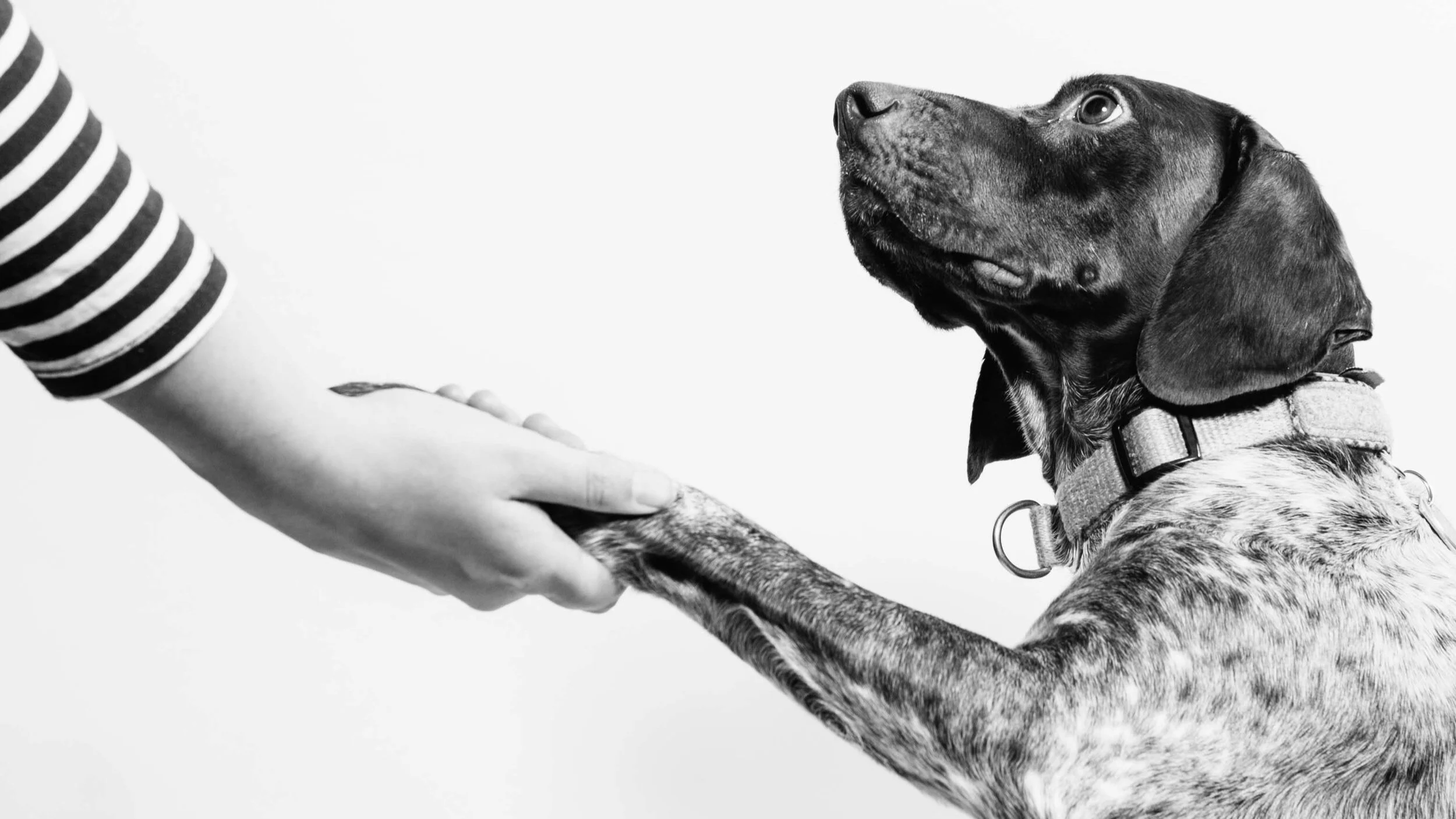 3 More Famous Pet Trust Cases and the Lessons We Can Learn from Them