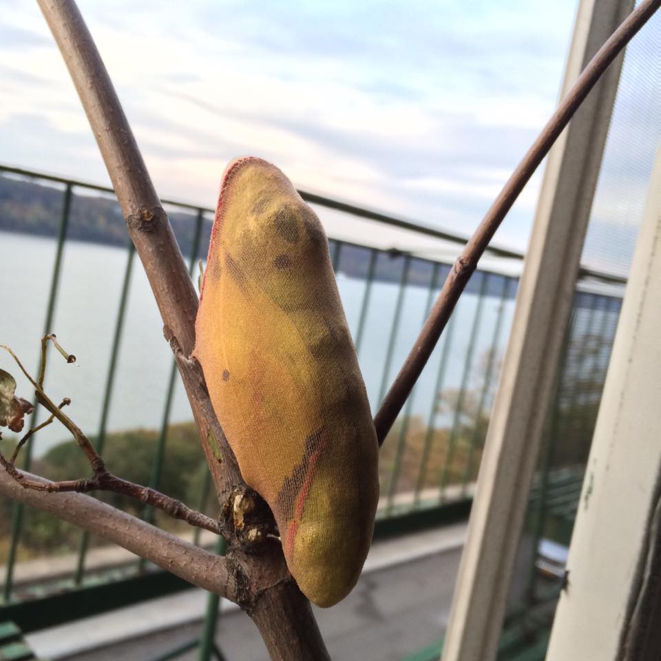 BUTTERFLY CHRYSALIS