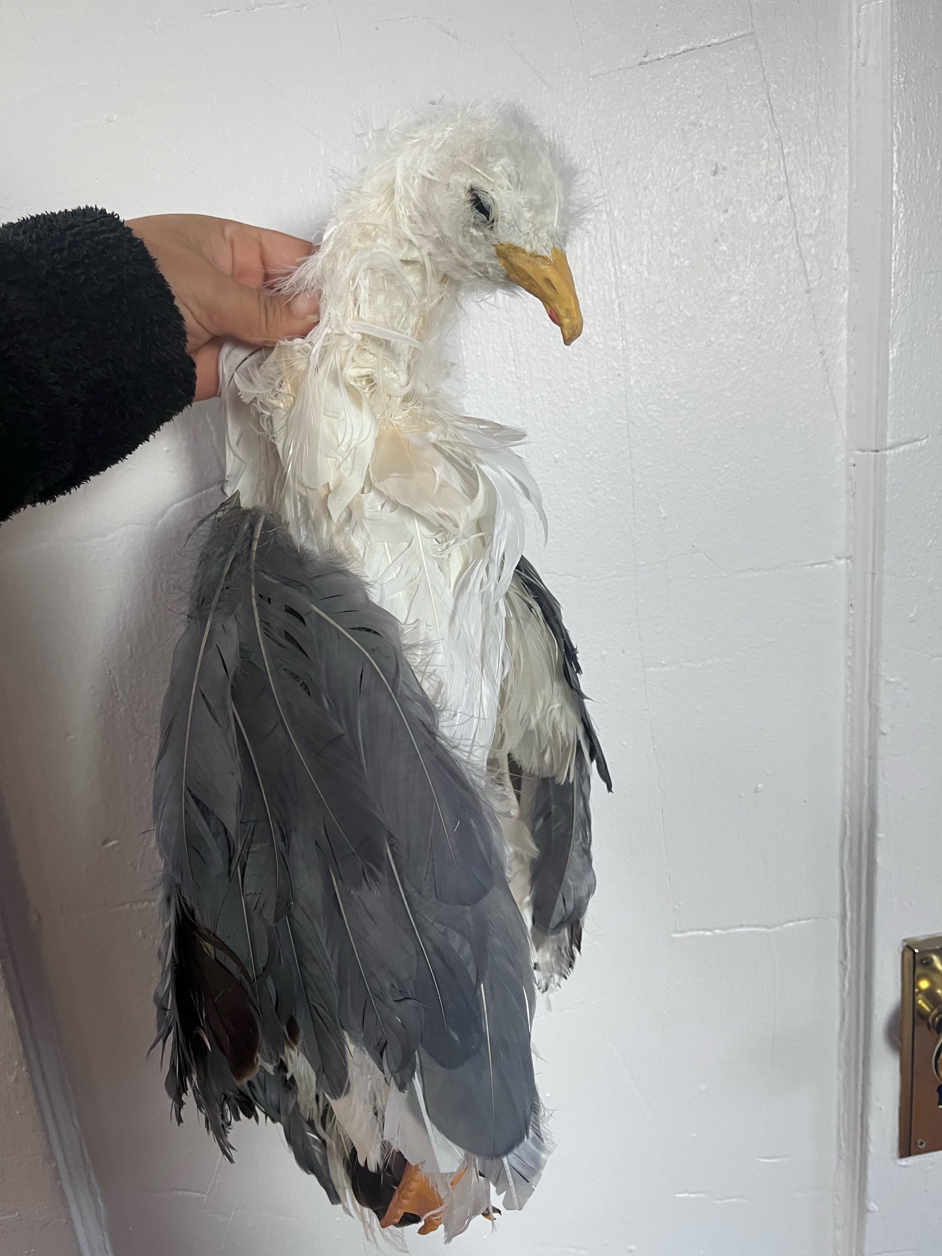 Dead Seagul for The Seagull/Woodstock NY