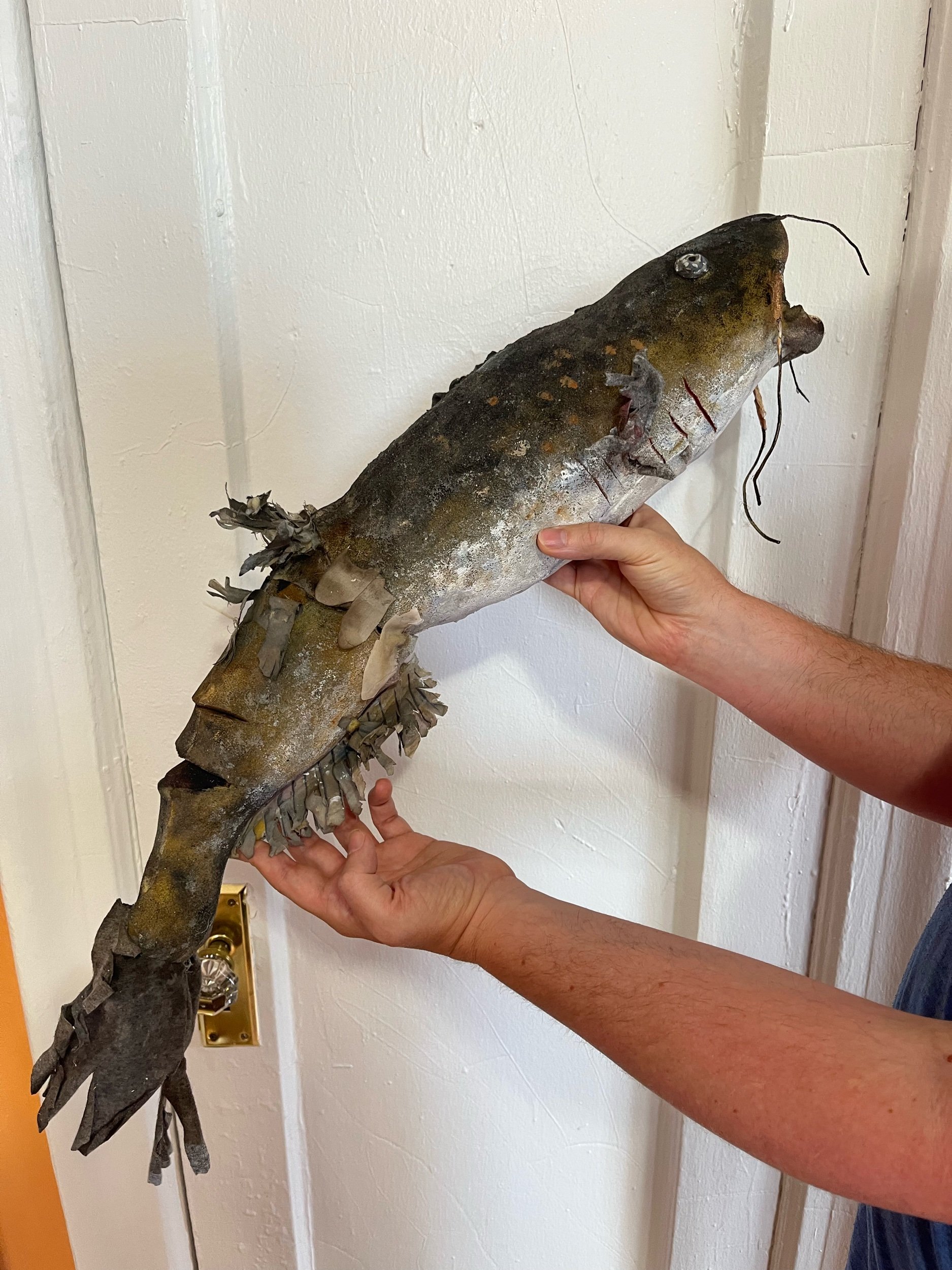 Gross Dead Catfish