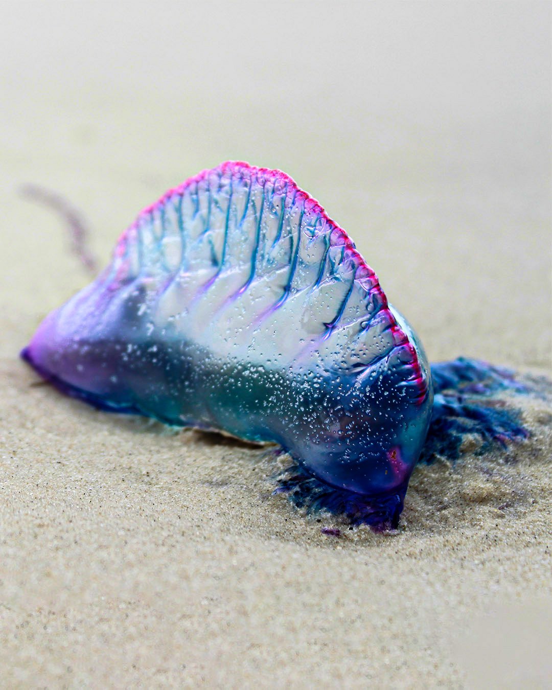 Man O' War FB.jpeg