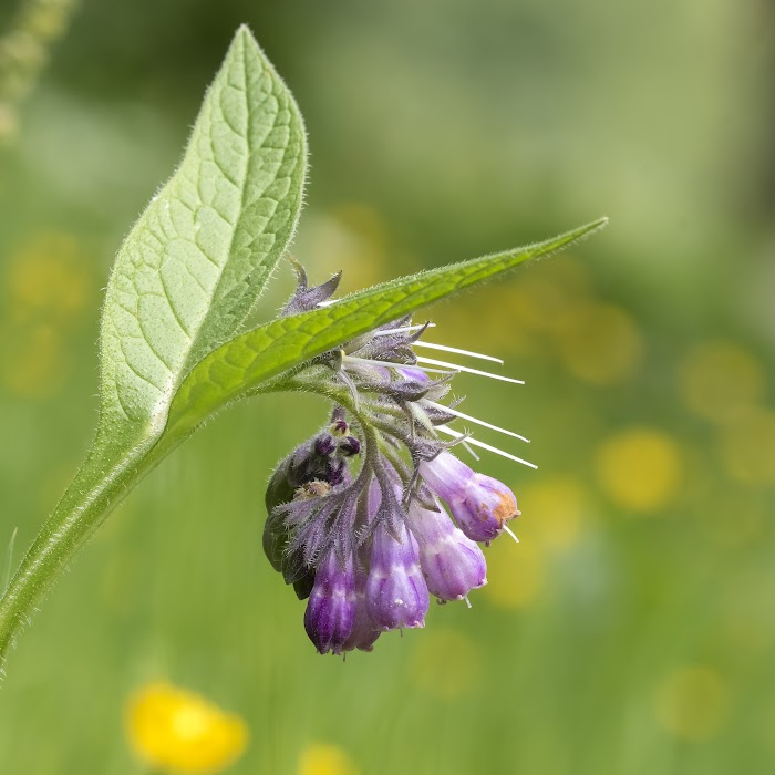 aura aurora: energy healing