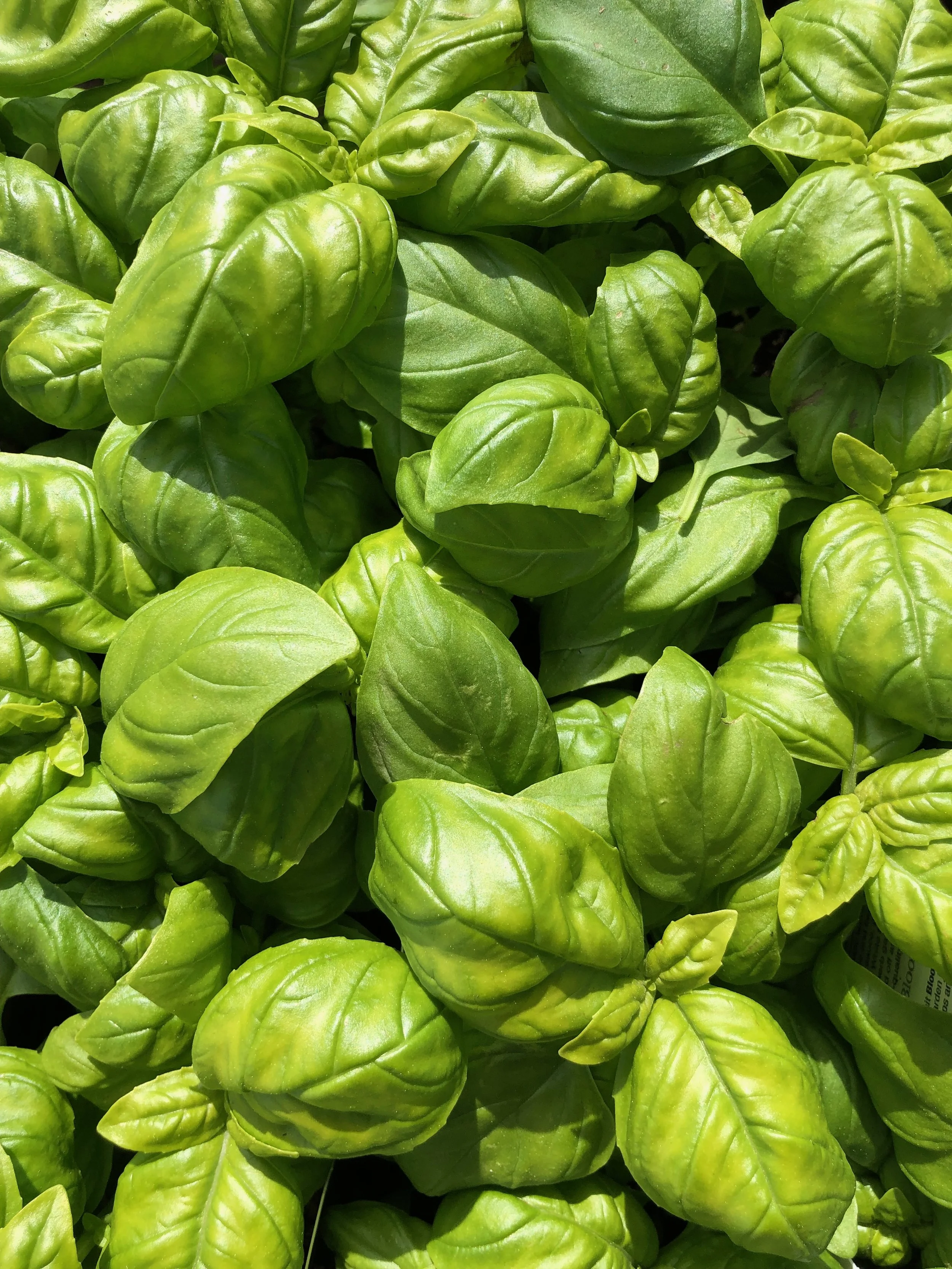 Basil-1885035094.jpeg