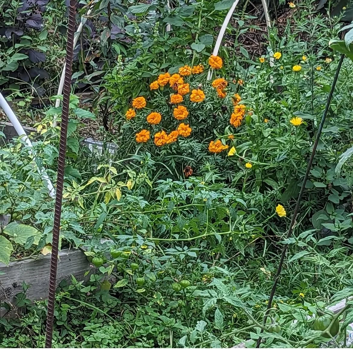 Plant Spirit Herbal Divination