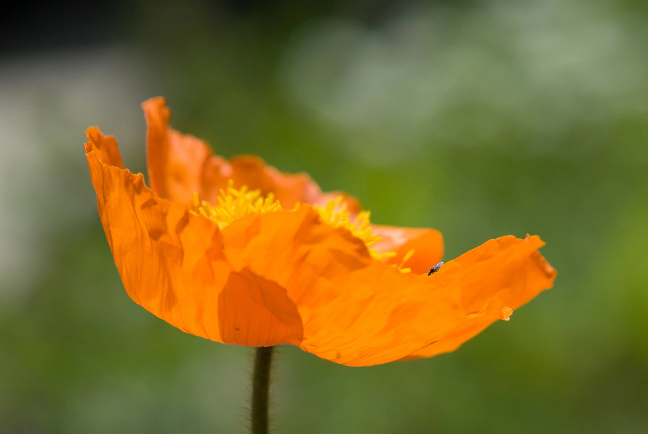 DSC_0061-1.jpg