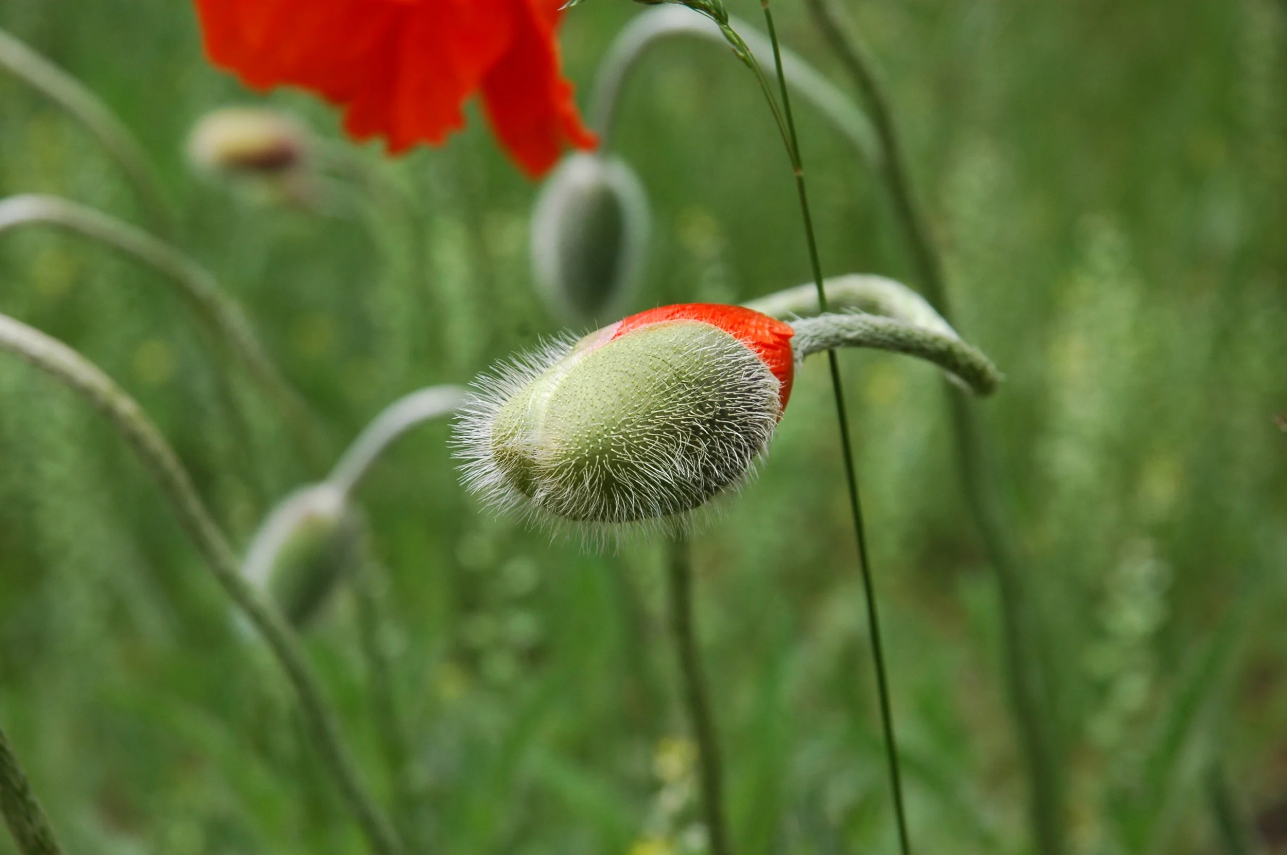 DSC_0006 2.jpg