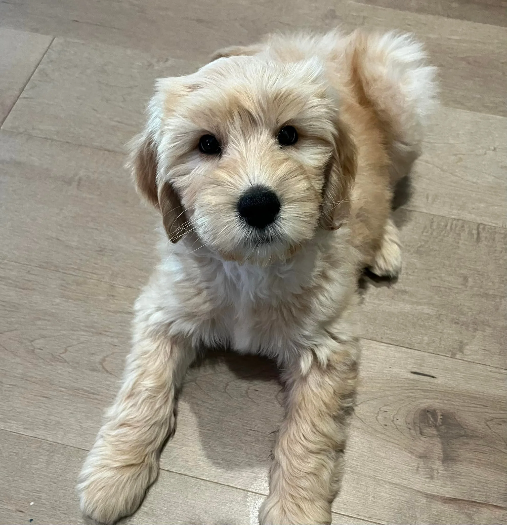 Introducing&hellip;SIMBA 

February 7th would have been Emma&rsquo;s 17th birthday. After being a hard no for the last 7 years, this sweet face popped up on IG and that was it. He looks so much like my sweet Tigger that we couldn&rsquo;t keep when I 