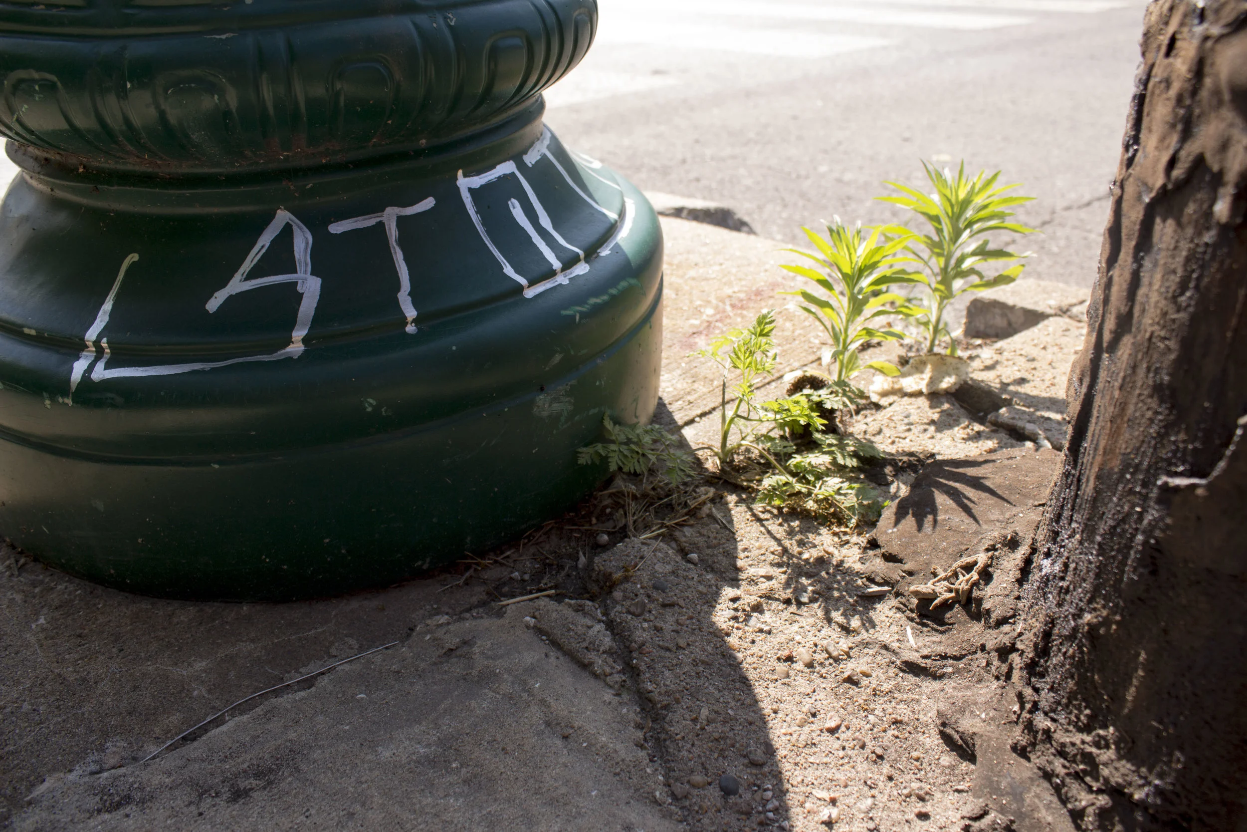 Let Me Grow2.jpg