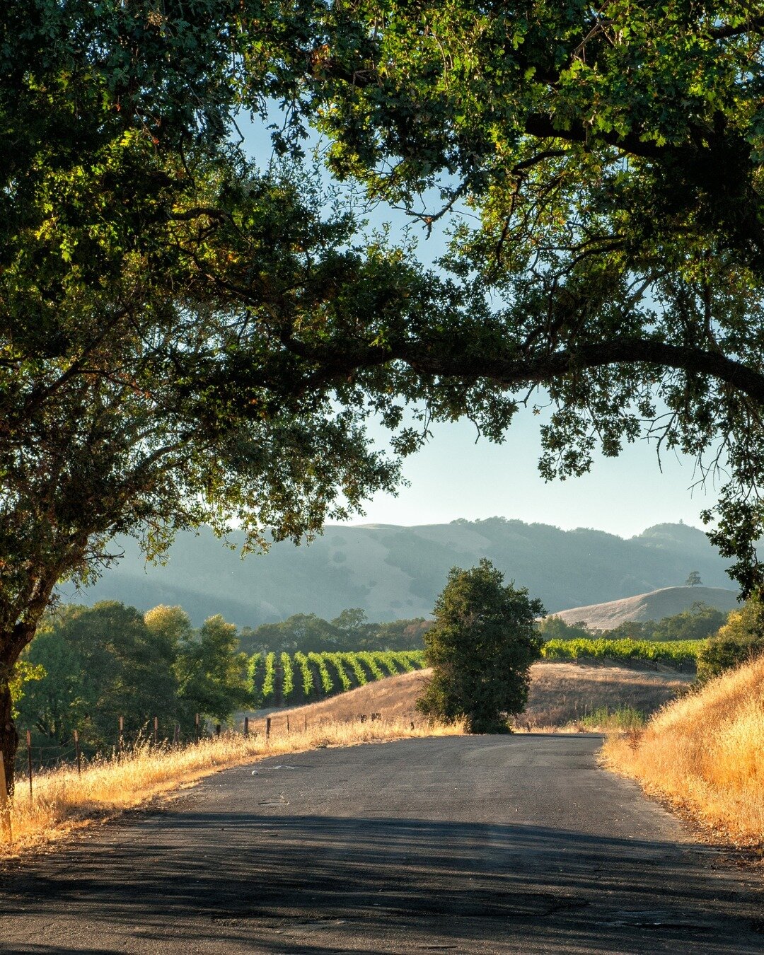 🍷 Unveiling Napa's Hidden Treasures 🗝️

Embark on an exclusive journey with Cultured Vine as we take you on the road less traveled through Napa Valley's enchanting backroads. Our access to invitation-only boutique gems await, promising wine experie