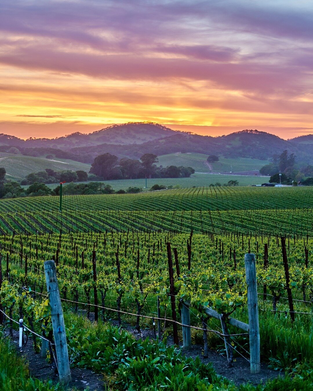 🌅🍇 Golden Hour in Napa: Vineyard Sunsets that Mesmerize! 🌄🍷 

Unwind amidst the rolling vine-covered hills, where the sun dips below the horizon, casting a warm glow over the lush vineyards. 🌿🍷 With each passing minute, the colors dance and ble