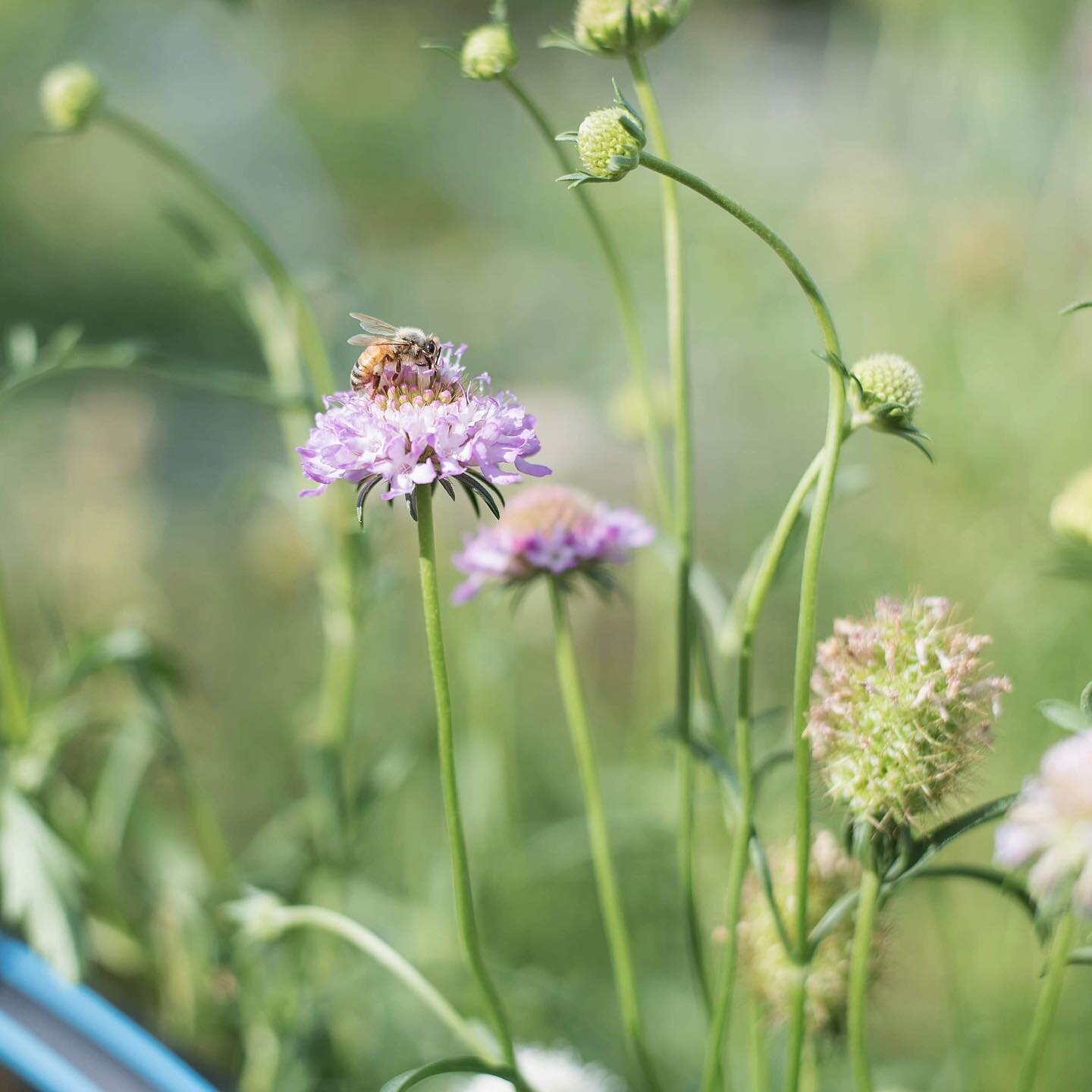 Our new seed mixes are now available on our website. Grow your own lilac Pincushion Scabiosa, Chocolate Lace Flower, Sunflower or Zinnia mixes. Follow our link in bio to visit our seed shop. All seed is growing/harvested without the use of pesticides